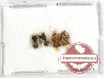 Scientific lot no. 1304 Heteroptera (4 pcs)