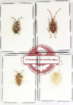 Scientific lot no. 1264 Heteroptera (4 pcs)