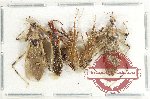 Scientific lot no. 1286 Heteroptera (5 pcs A-, A2)