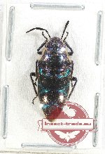 Scutellarinae sp. 72 (A2)