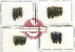 Scientific lot no. 122 Buprestidae (Agrilus spp.) (16 pcs)