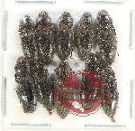 Scientific lot no. 197 Elateridae (10 pcs)