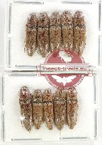 Scientific lot no. 186 Elateridae (10 pcs)