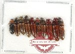 Scientific lot no. 178 Elateridae (10 pcs)