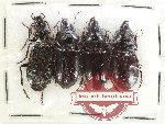 Scientific lot no. 741 Carabidae (4 pcs)