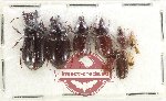 Scientific lot no. 742 Carabidae (10 pcs)