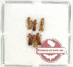 Scientific lot no. 173 Scolytidae (6 pcs)