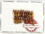 Scientific lot no. 170 Scolytidae (18 pcs)