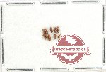 Scientific lot no. 169 Scolytidae (10 pcs)