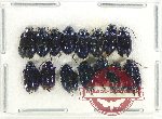 Scientific lot no. 530 Chrysomelidae (15 pcs)