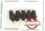 Scientific lot no. 809 Coprophaga (5 pcs)