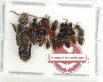 Scientific lot no. 138 Staphylinidae (9 pcs)