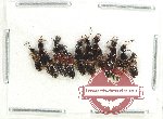 Scientific lot no. 140 Staphylinidae (10 pcs)