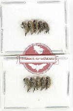 Scientific lot no. 77 Mordellidae (10 pcs)