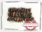 Scientific lot no. 76 Mordellidae (30 pcs)