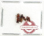 Scientific lot no. 171 Scolytidae (5 pcs)