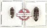 Scientific lot no. 69 Eucnemidae (2 pcs)