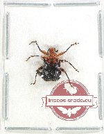 Scientific lot no. 100 Attelabidae (1 pc)