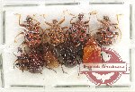 Scientific lot no. 98 Attelabidae (9 pcs)