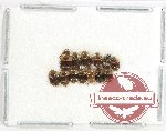 Scientific lot no. 185 Nitidulidae (13 pcs)