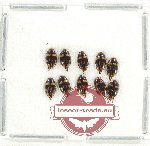 Scientific lot no. 164 Dytiscidae (10 pcs)