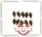 Scientific lot no. 166 Dytiscidae (10 pcs)