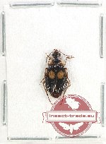 Lebiinae sp. 23 (A-)