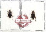 Scientific lot no. 743 Carabidae (2 pcs)