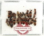 Scientific lot no. 136 Staphylinidae (20 pcs)