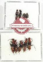 Scientific lot no. 137 Staphylinidae (11 pcs)