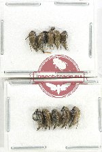 Scientific lot no. 78 Mordellidae (10 pcs)