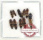 Scientific lot no. 196 Elateridae (10 pcs)