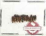 Scientific lot no. 180 Elateridae (10 pcs)