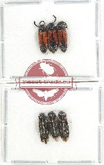 Scientific lot no. 191 Elateridae (6 pcs)