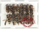 Scientific lot no. 516 Hymenoptera (15 pcs)