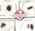 Scientific lot no. 501 Hymenoptera (Mutilidae) (7 pcs)