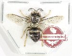 Hymenoptera sp. 137 (10 pcs closed)