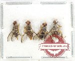 Scientific lot no. 115 Diptera (4 pcs)