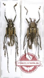 Batocera laena ssp. ?