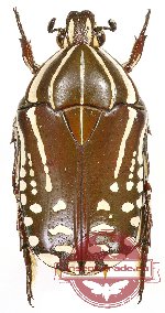 Rhabdotis gemella Legrand, 1996