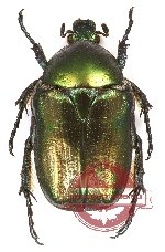 Protaetia (Potosia) angustata