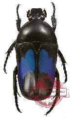 Dicheros (Coryphocera) lividus