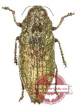 Dicercomorpha javanica