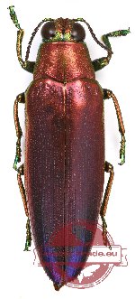 Chrysochroa fulminans nishiyamai