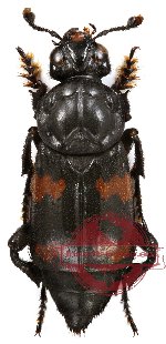 Nicrophorus (s.str.) distinctus Grouvelle, 1885 (10 pcs)