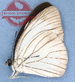 Pareronia valeria valeria