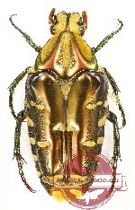 Coilodera praenobilis (A-)