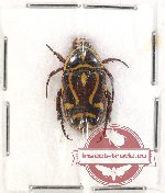 Eupoecila australasiae (A2)