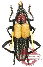 Pachyteria pryeri