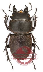 Apterodorcus bacchus